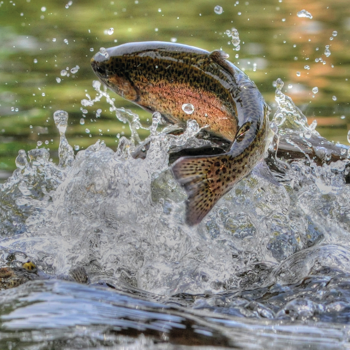 Fish jumping out of water