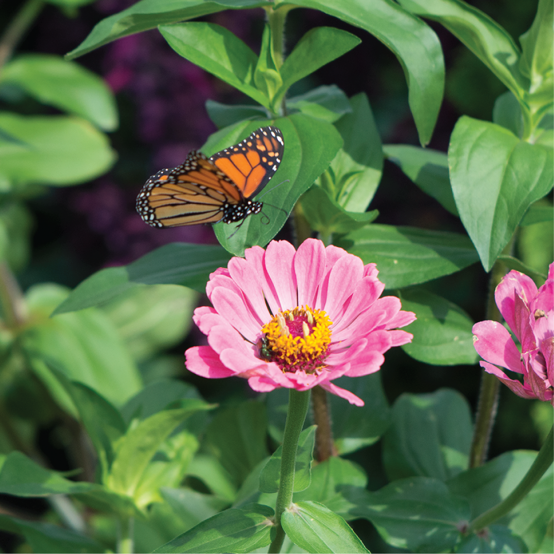 Flower and butterfly