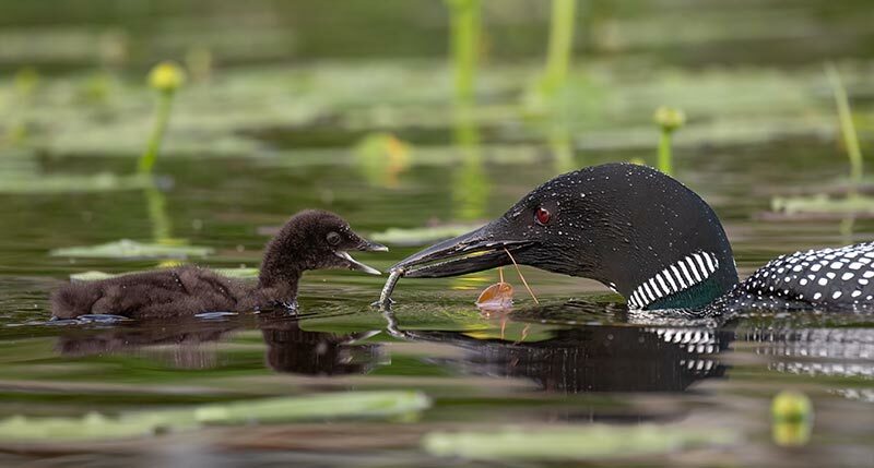two loons