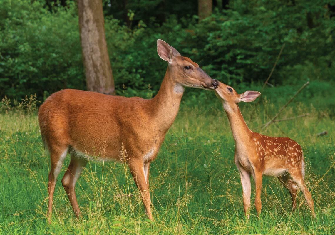doe and fawn