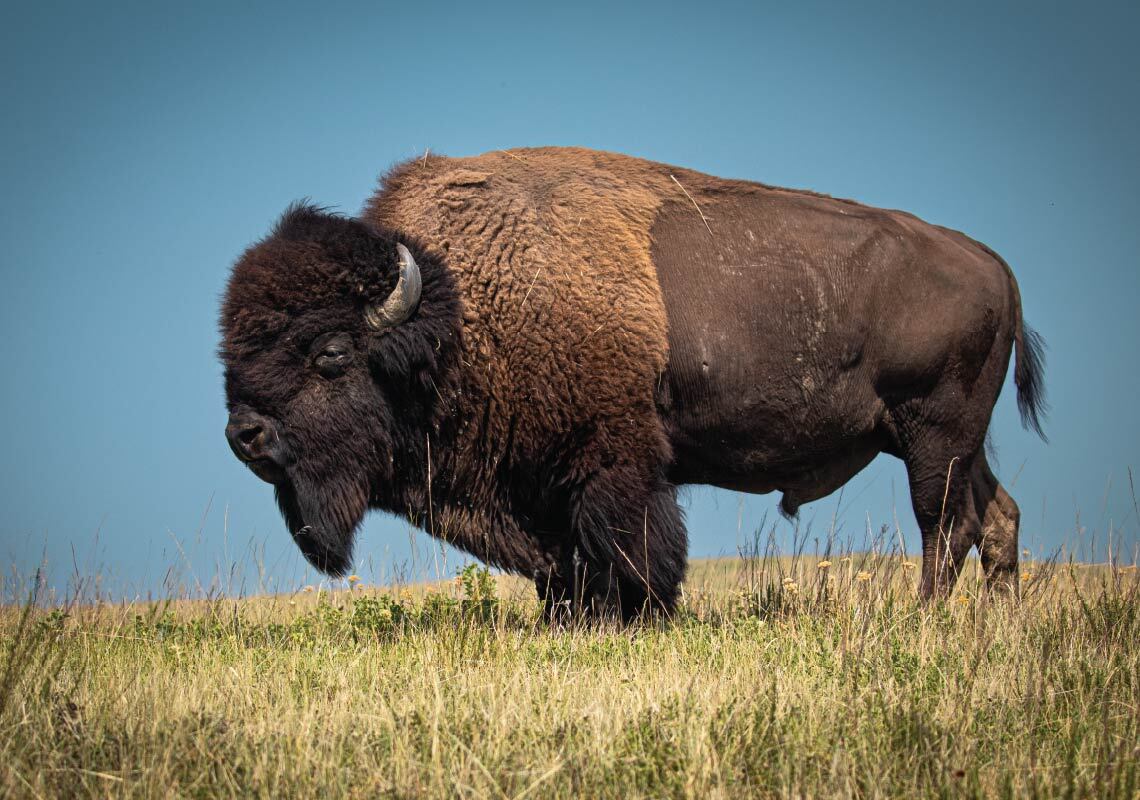 Bison
