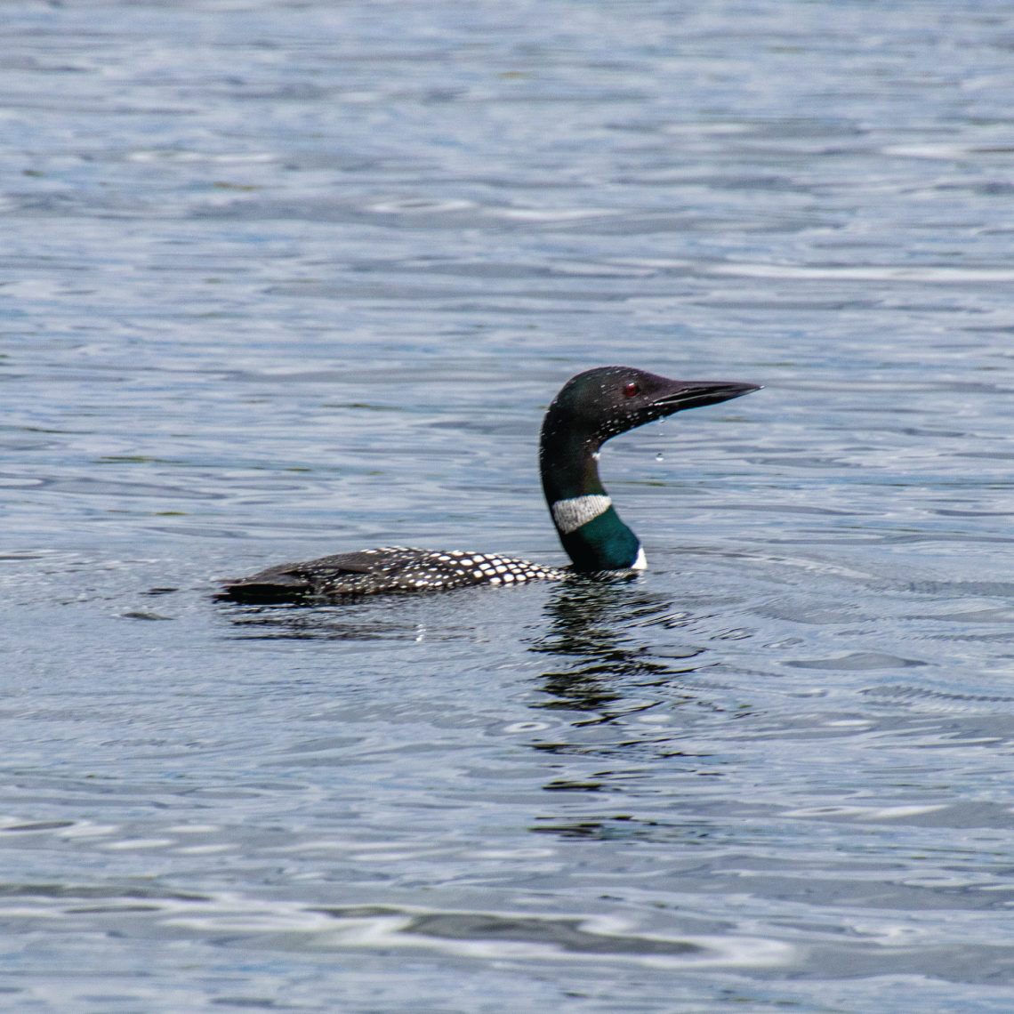 Loons on Lake