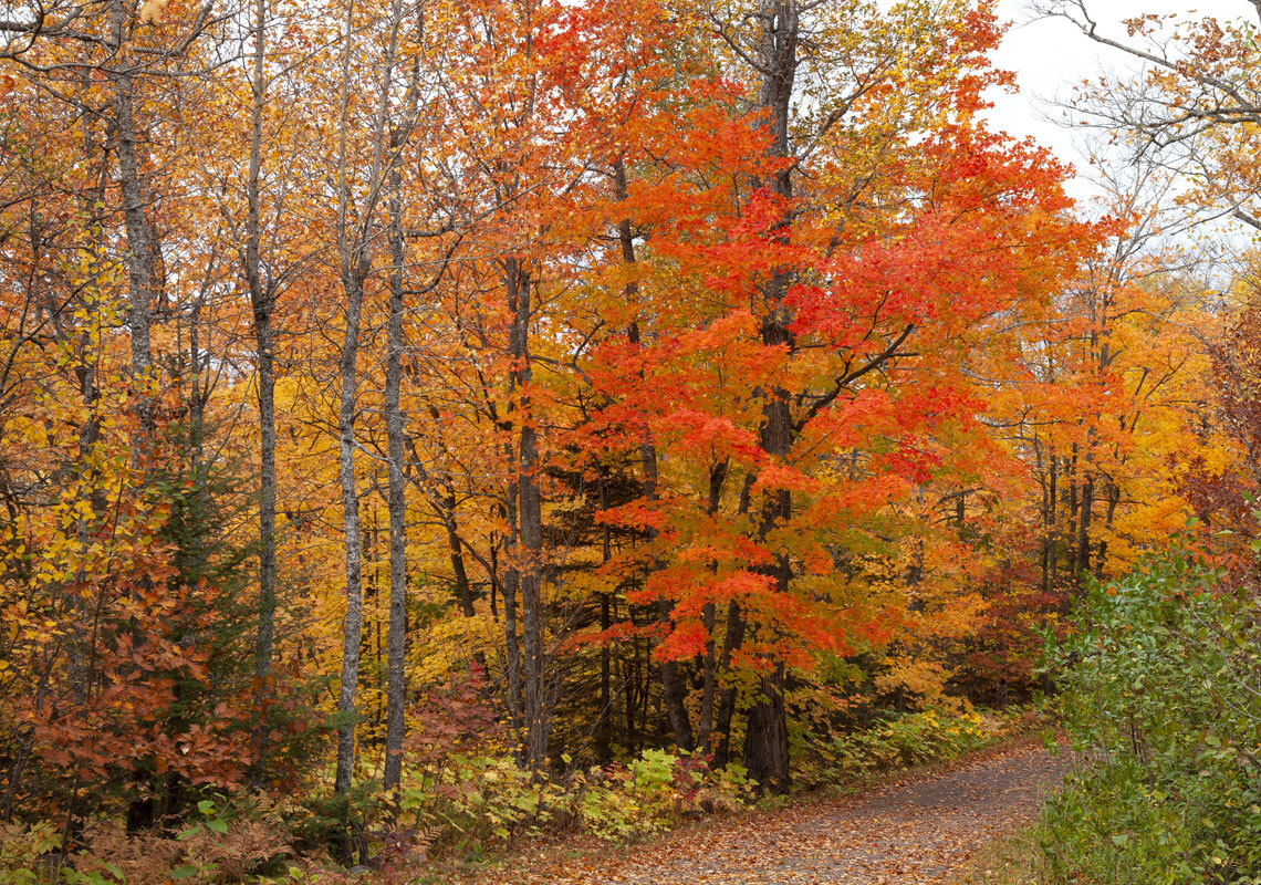 fall trees