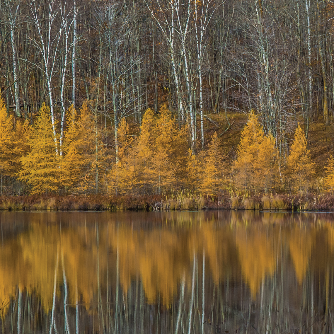 Tamaracks on the lake