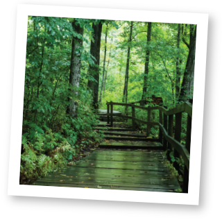 Forest Boardwalk