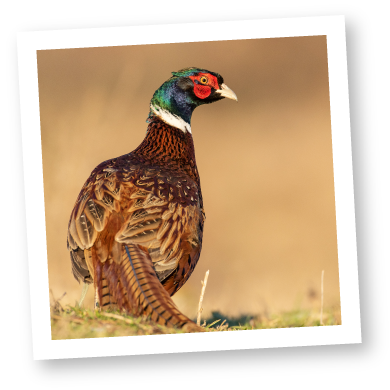 Pheasant