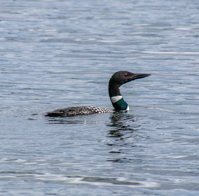 Loon