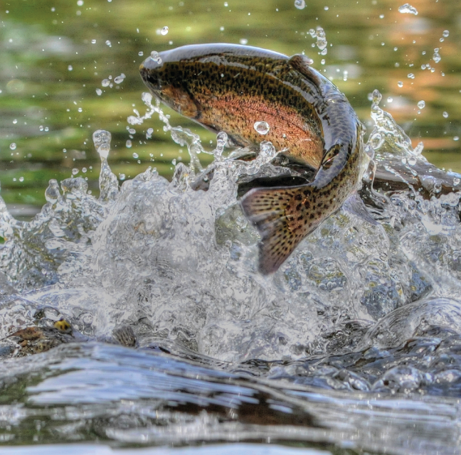 Fish jumping out of water