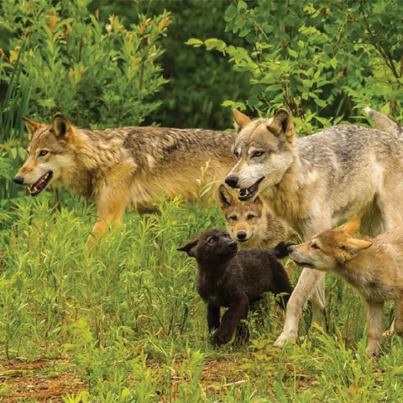 Three adult wolves and three pups, including a black pup, stand alert in lush grass surrounded by trees and bushes.