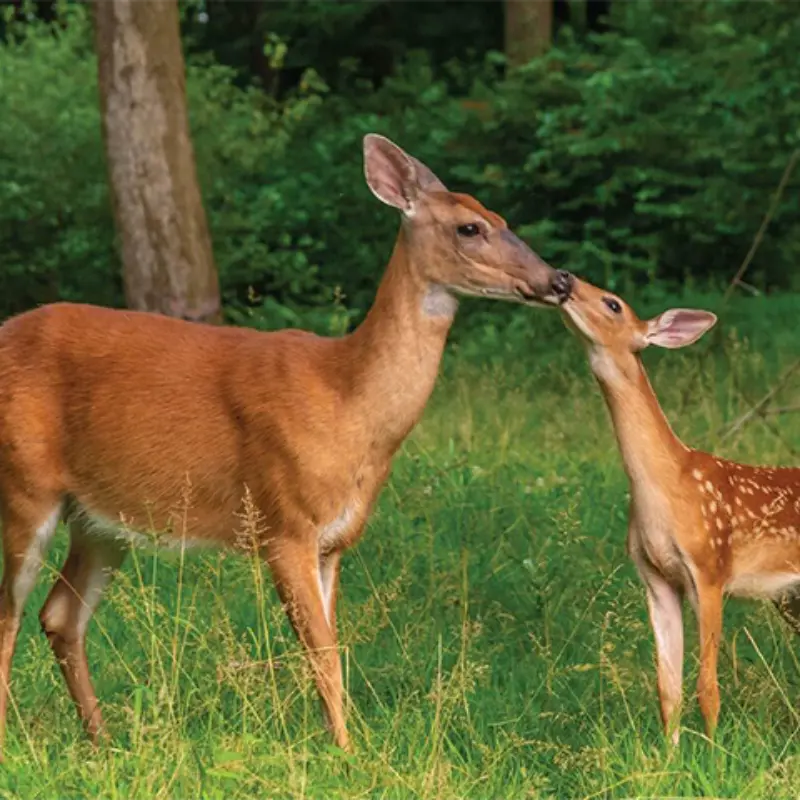 A doe and fawn nuzzle in lush green grass with trees and bushes, symbolizing natural beauty featured in the Minnesota Lottery.