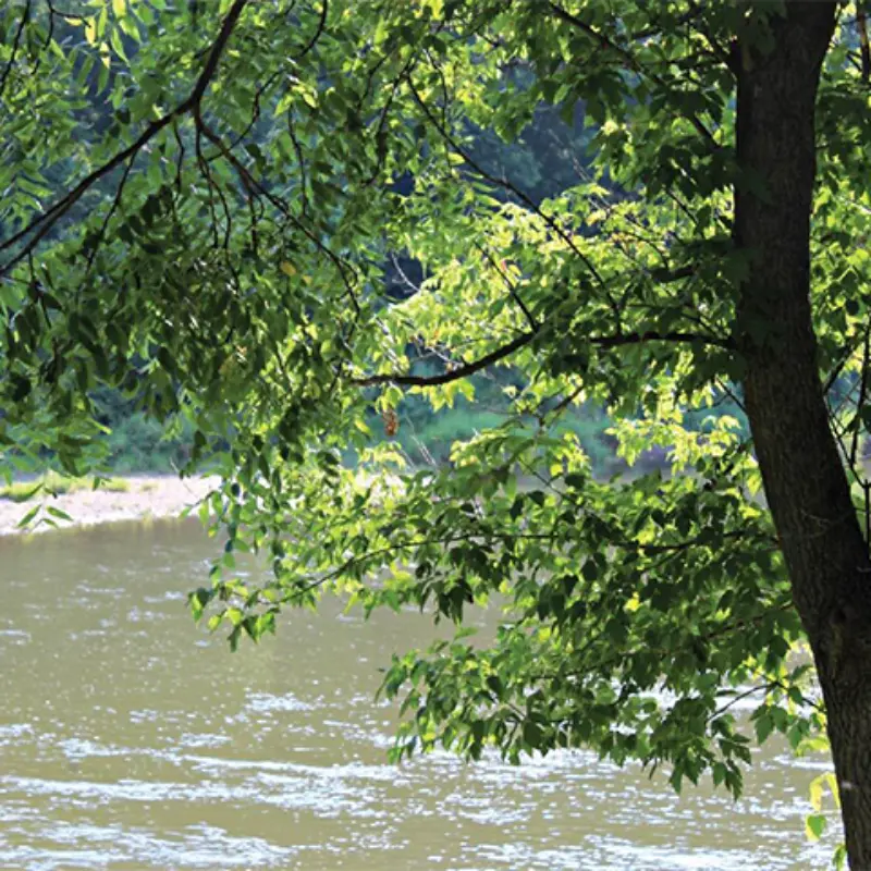 Sunlight filters through leafy branches, casting dappled shade on a calm river with shimmering reflections on the water.