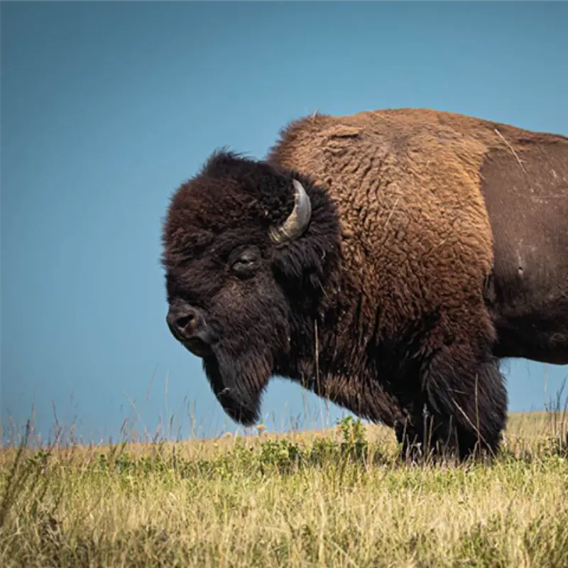 A robust brown bison stands on open grassy plains beneath a bright blue sky.