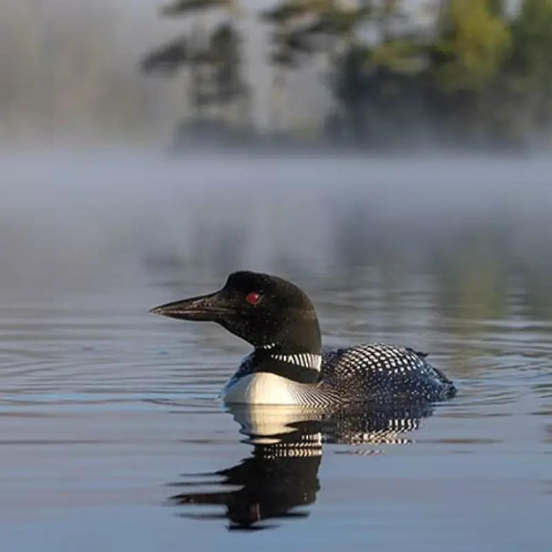 A common loon with a black head and red eye floats on a misty lake, trees blurred in the background.