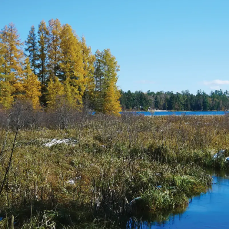 Minnesota marsh with tall yellow trees, green-brown grasses, water patches, and a forested lake under a clear blue sky.