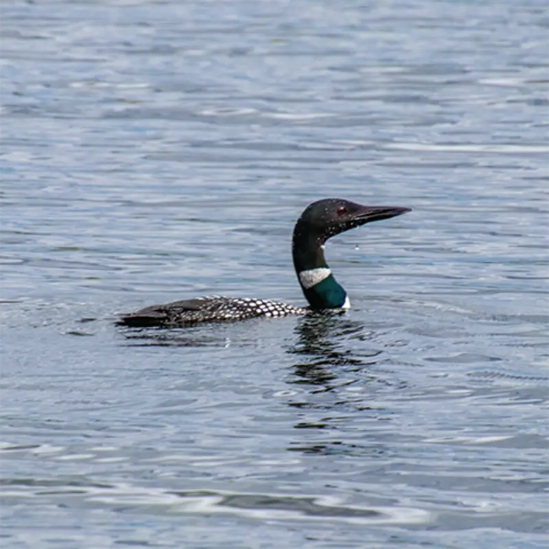 A common loon with a black head, white-striped neck, and spotted back glides across calm water.