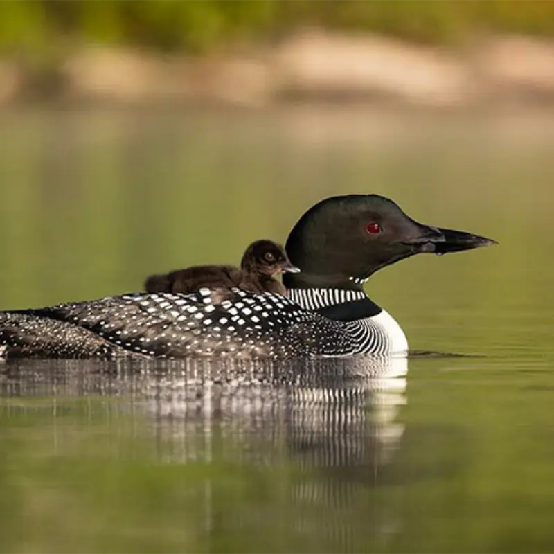 A common loon with black-and-white feathers carries a brown chick on calm water, blurred green and tan background behind them.
