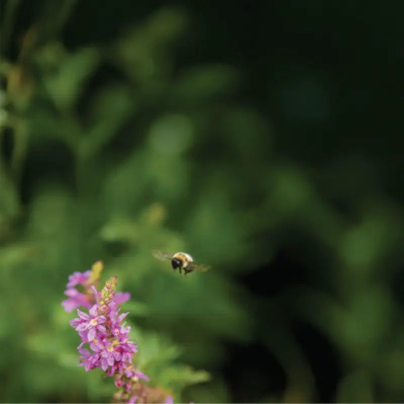 A bee hovers near purple flowers against a blurred green backdrop, capturing nature’s chance—perfect for the Minnesota State Lottery theme.