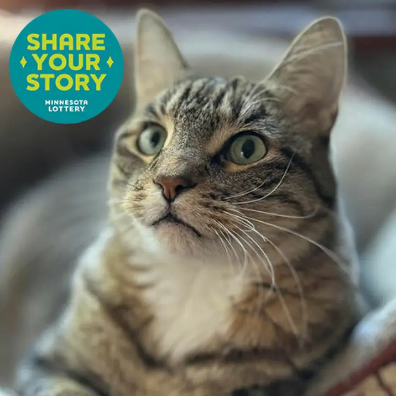 Alert tabby cat with green eyes lying indoors; corner graphic says Share Your Story, Minnesota Lottery.