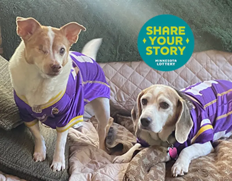 Two dogs in Vikings jerseys on a couch, one standing with one eye, one lying down. Minnesota Lottery logo in upper right corner.