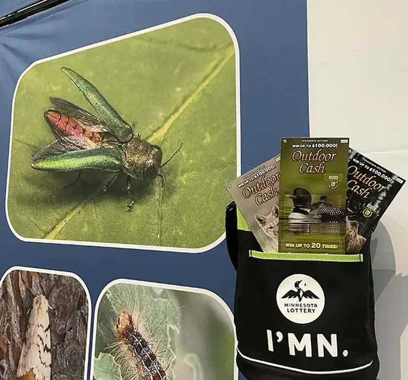 Close-up of a metallic green insect on a leaf beside a Minnesota Lottery IMN bag containing Outdoor Cash scratch-off tickets.